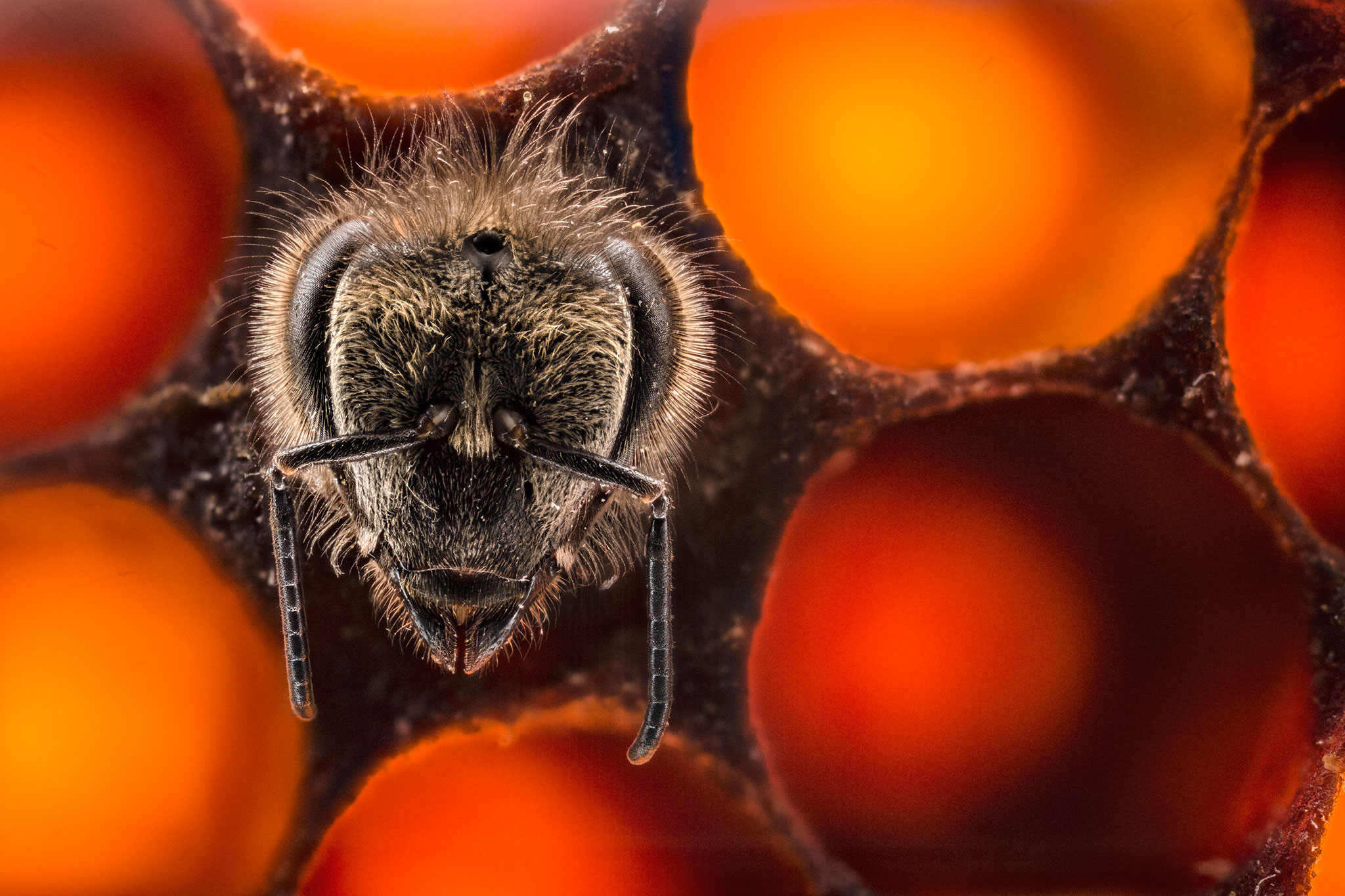 Mesmerizing Timelapse Film Captures the Wonder of Bees