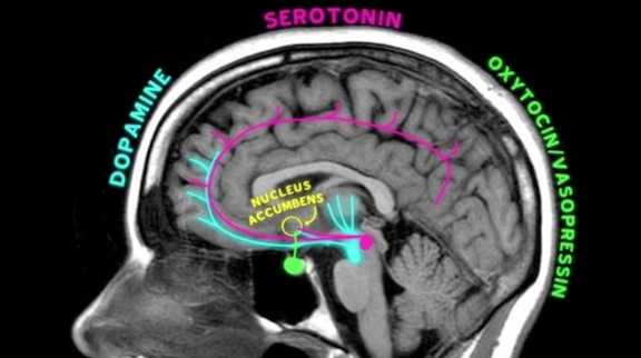 This is Your Brain in Love: The Stanford Love Competition Shows What Love Looks Like on an MRI