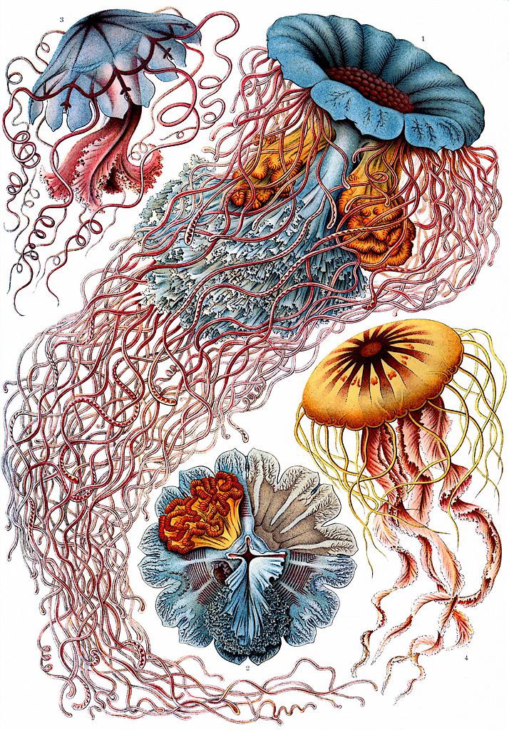 Ernst Haeckel’s Sublime Drawings of Flora and Fauna The Beautiful