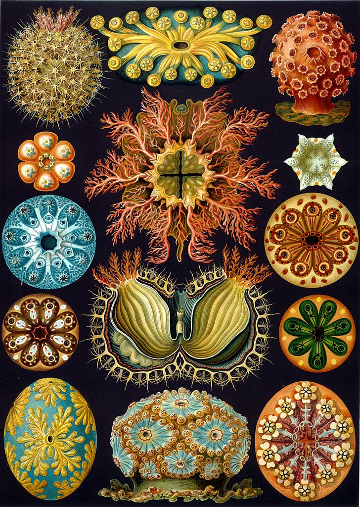 Ernst Haeckel’s Sublime Drawings of Flora and Fauna The Beautiful