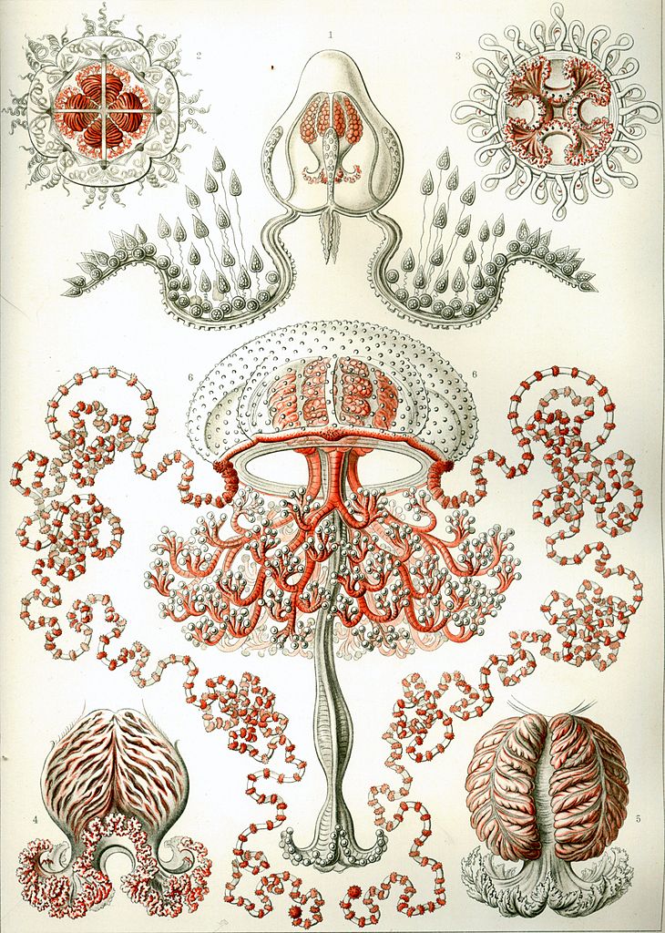 Ernst haeckel deals art