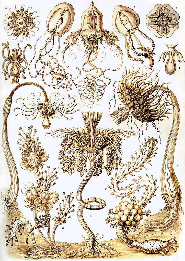 Sea Sponges, Sponges Art, Art Sponges, Sponges Sea, Haeckel Art, Sea Art,  Art Sea, Ernst Haeckel, Haeckel Ernst, Haeckel Drawing, Sea Decor 