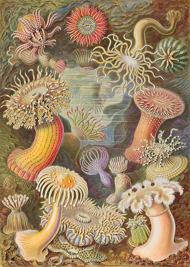 Ernst Haeckel’s Sublime Drawings of Flora and Fauna The Beautiful