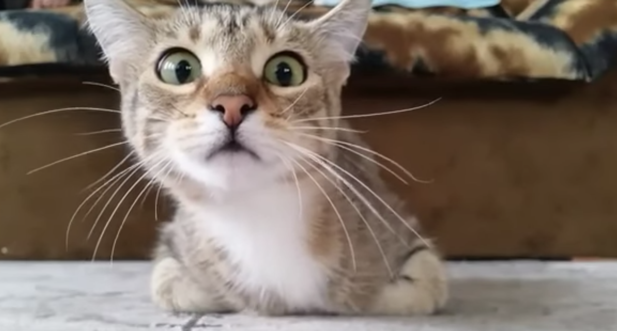 Бесплатные смешные видео про кошек. Удивленный кот. Напуганный кот. Испуганный котенок. Коты видео.