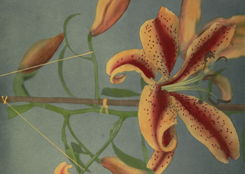 Beautiful Hand-Colored Japanese Flowers Created by the