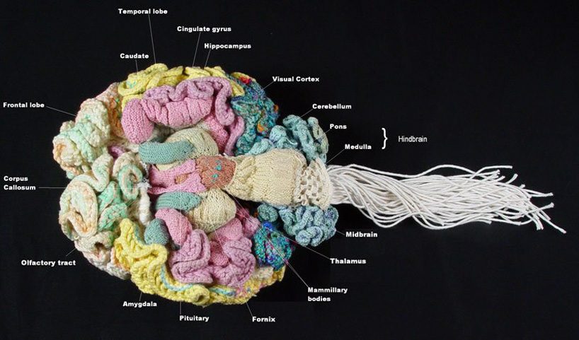 Behold An Anatomically Correct Replica Of The Human Brain Knitted By A Psychiatrist Open Culture