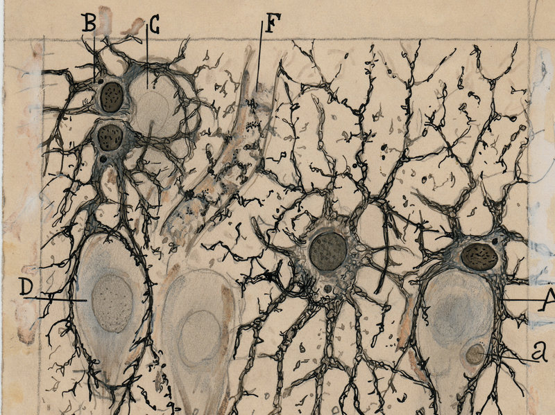 Neurons as Art See Beautiful Anatomy Drawings by the Father of