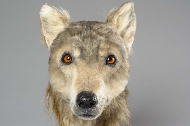 Here s What Ancient Dogs Looked Like A Forensic Reconstruction Of A 