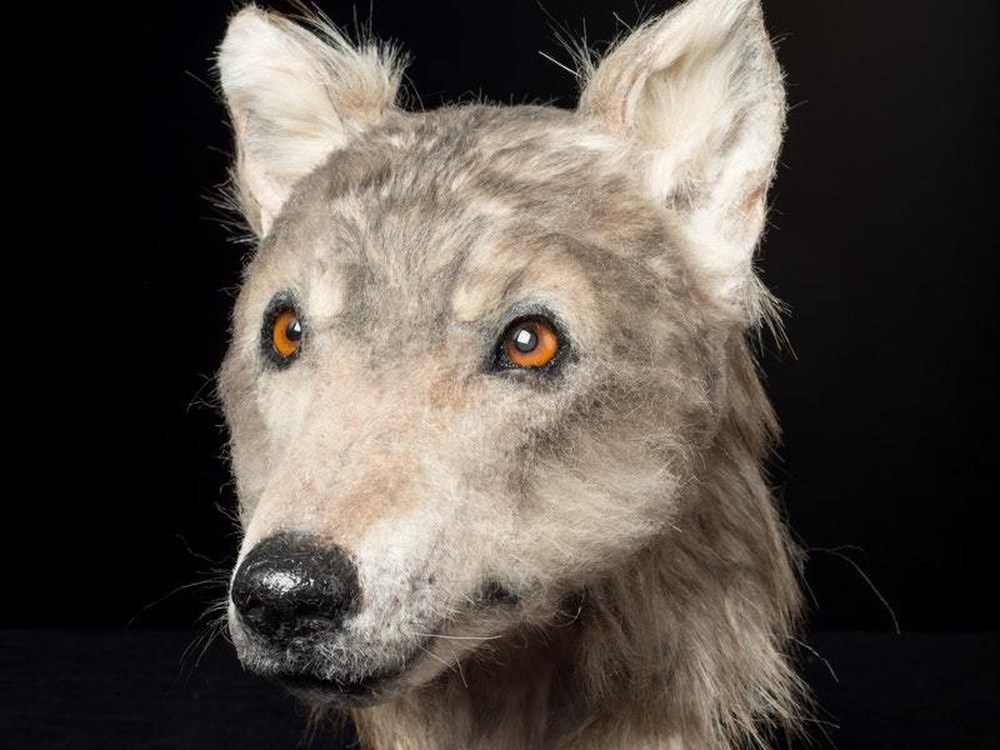 Here s What Ancient Dogs Looked Like A Forensic Reconstruction Of A 