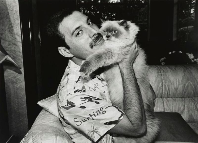 Meet Freddie Mercury and His Faithful Feline Friends ...