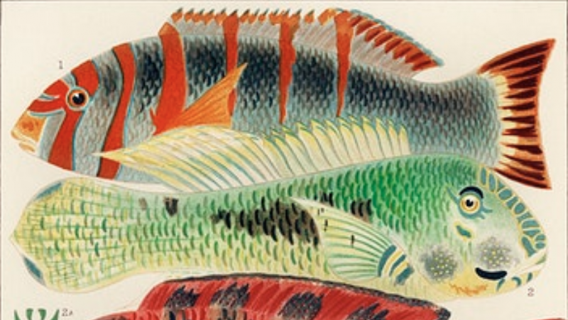 The Brilliant Colors of the Great Barrier Revealed in a Historic