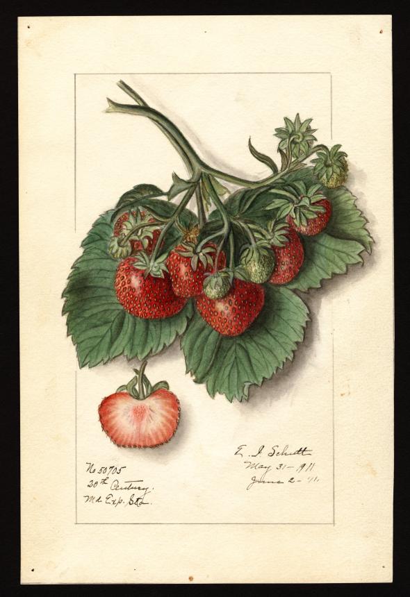 Download In 1886 The Us Government Commissioned 7 500 Watercolor Paintings Of Every Known Fruit In The World Download Them In High Resolution Open Culture