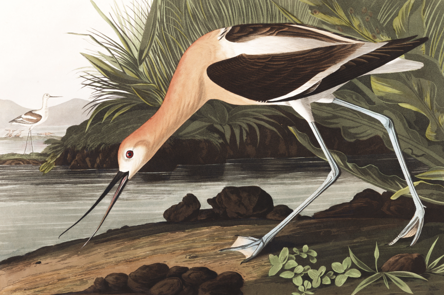 Audubon Birds Of North America