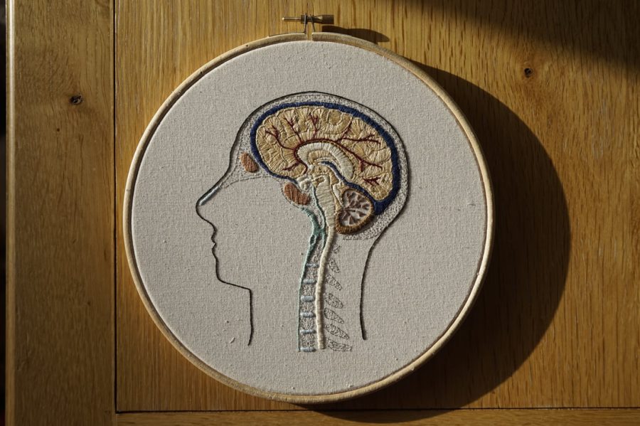 Split Brain Embroidery Design Machine Commercial Use digital file cricle frame science school anatomy biology Medic frame 232b