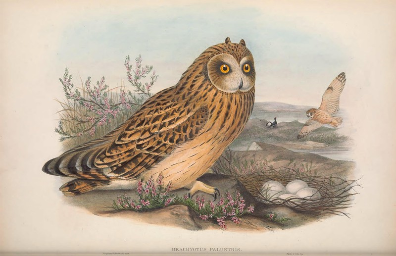 The Biodiversity Heritage Library Makes 150,000 High-Res Illustrations of the Natural World Free to Download