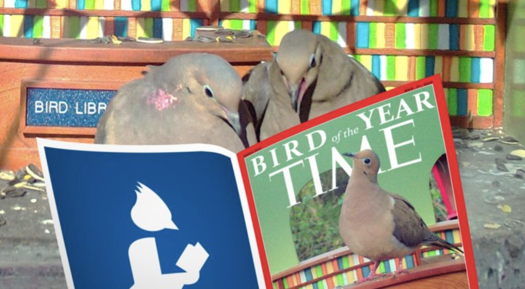 The Bird Library A Library Built Especially for Our Fine Feathered