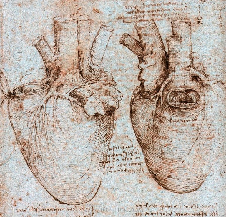 Leonardo da Vinci's Elegant Studies of the Human Heart Were 500 Years