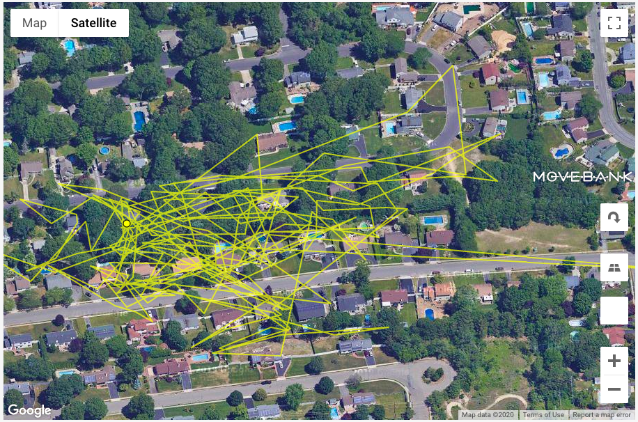 Cat tracking hotsell device australia