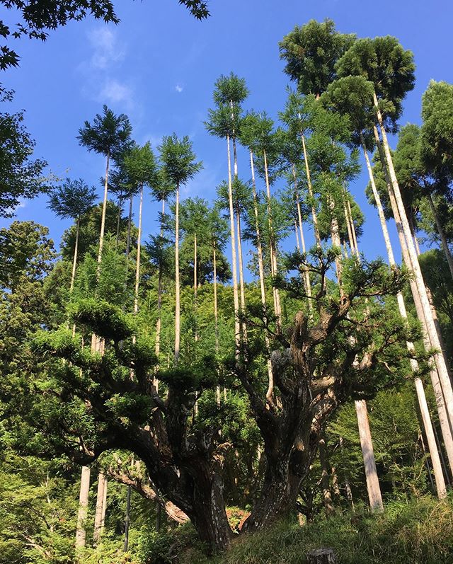 The tall straight trees of the Japanese cedar forest looking up