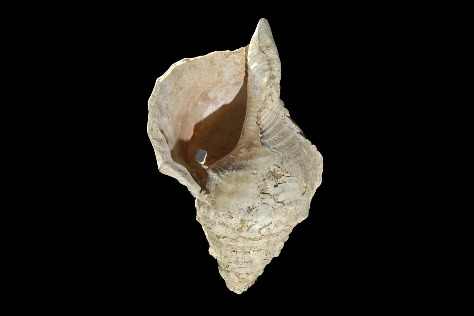 Hear a Prehistoric Conch Shell Musical Instrument Played for the First