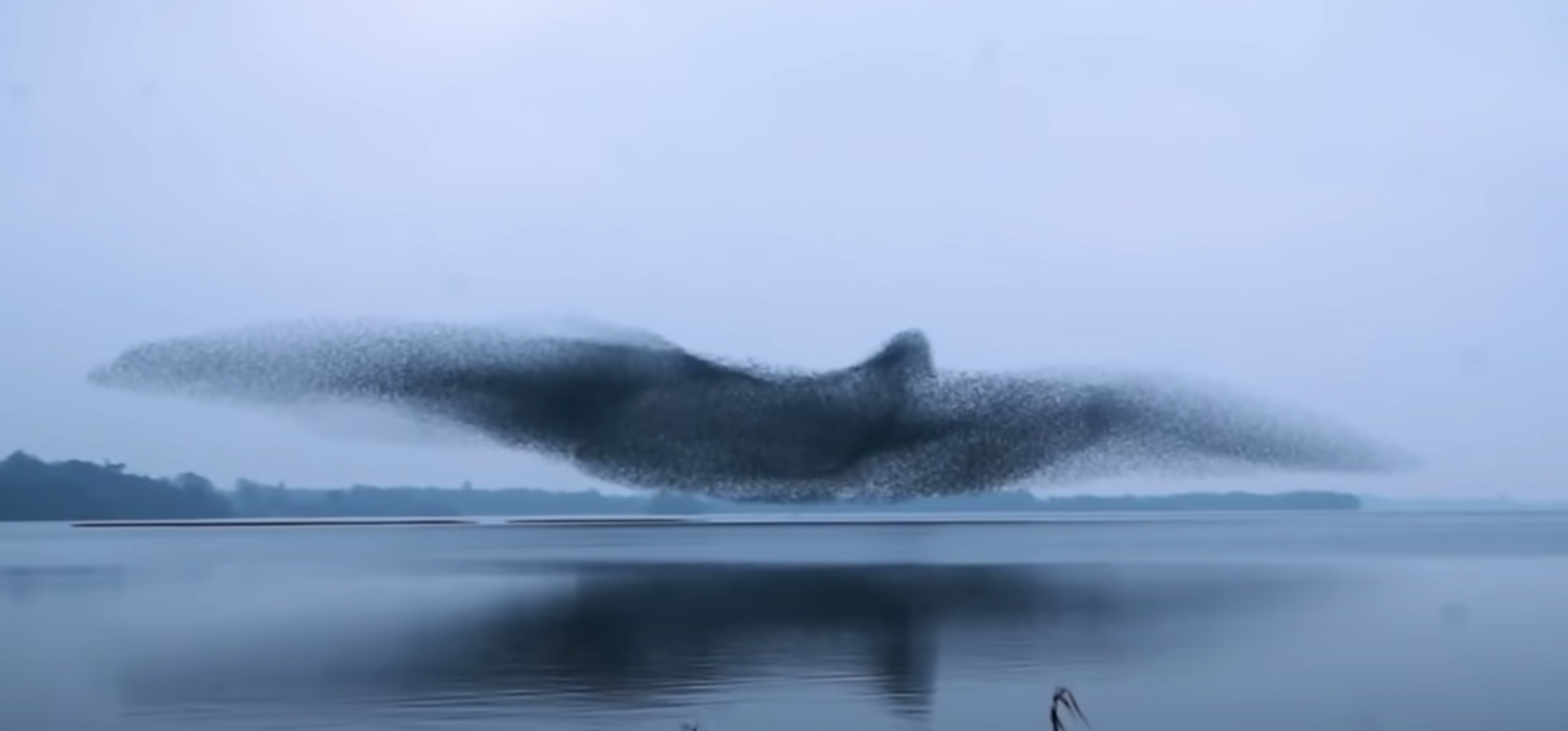 A Starling Murmuration Magically Makes the Shape of a Bird | Open Culture