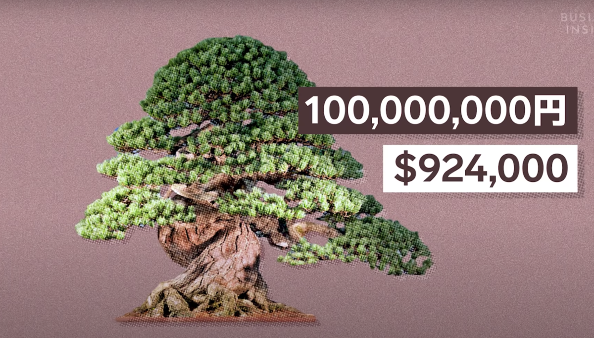 What Makes Bonsai Trees So Expensive?