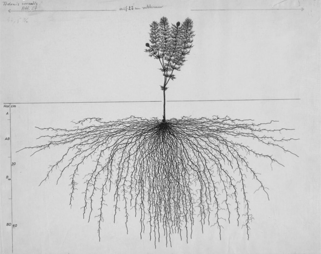 1,100 Delicate Drawings Of Root Systems Reveals The Hidden World Of 