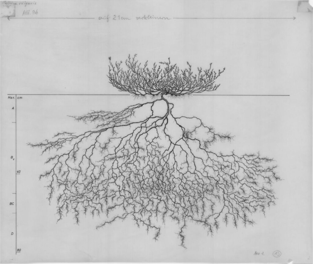 1,100 Delicate Drawings of Root Systems Reveals the Hidden World of ...