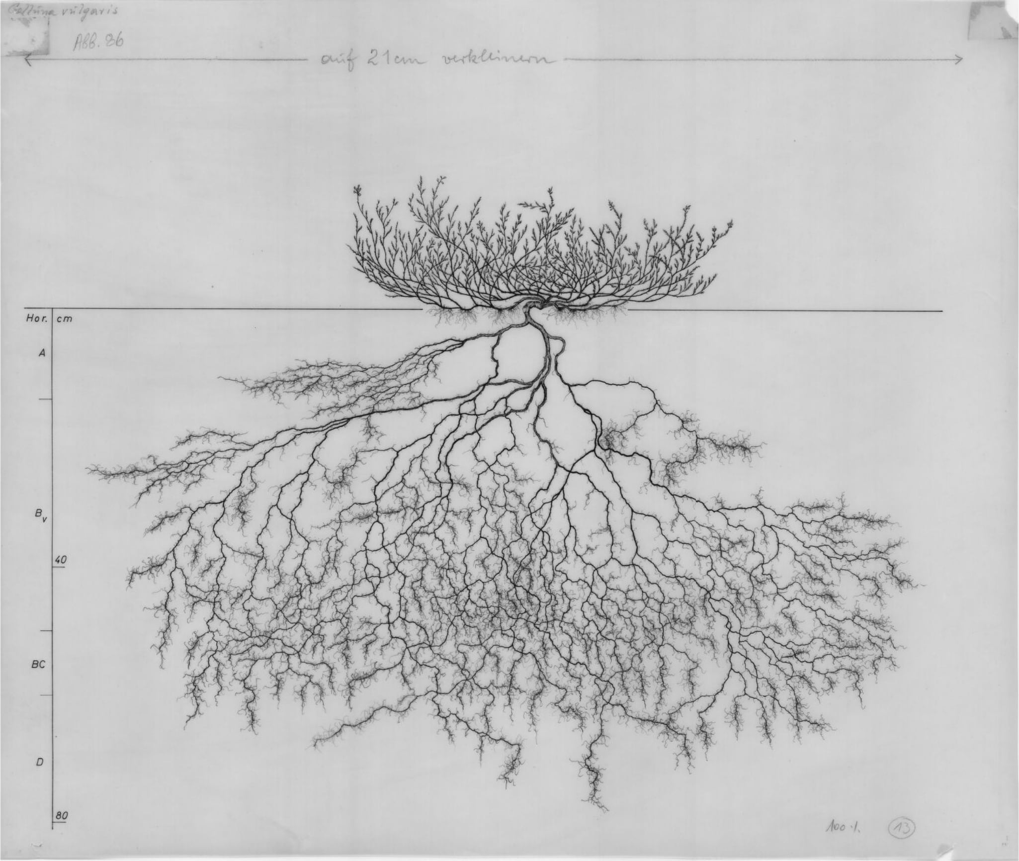 plant with roots drawing