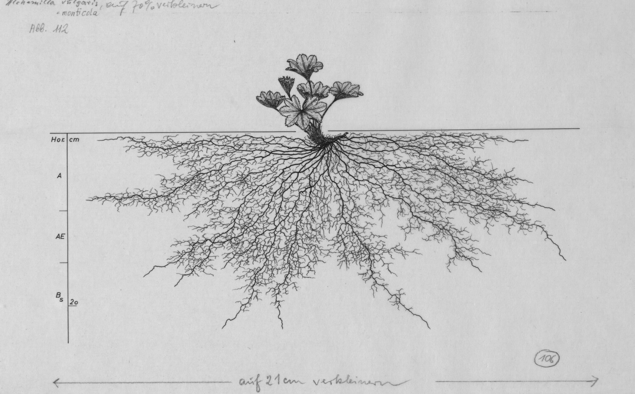 plant roots drawing