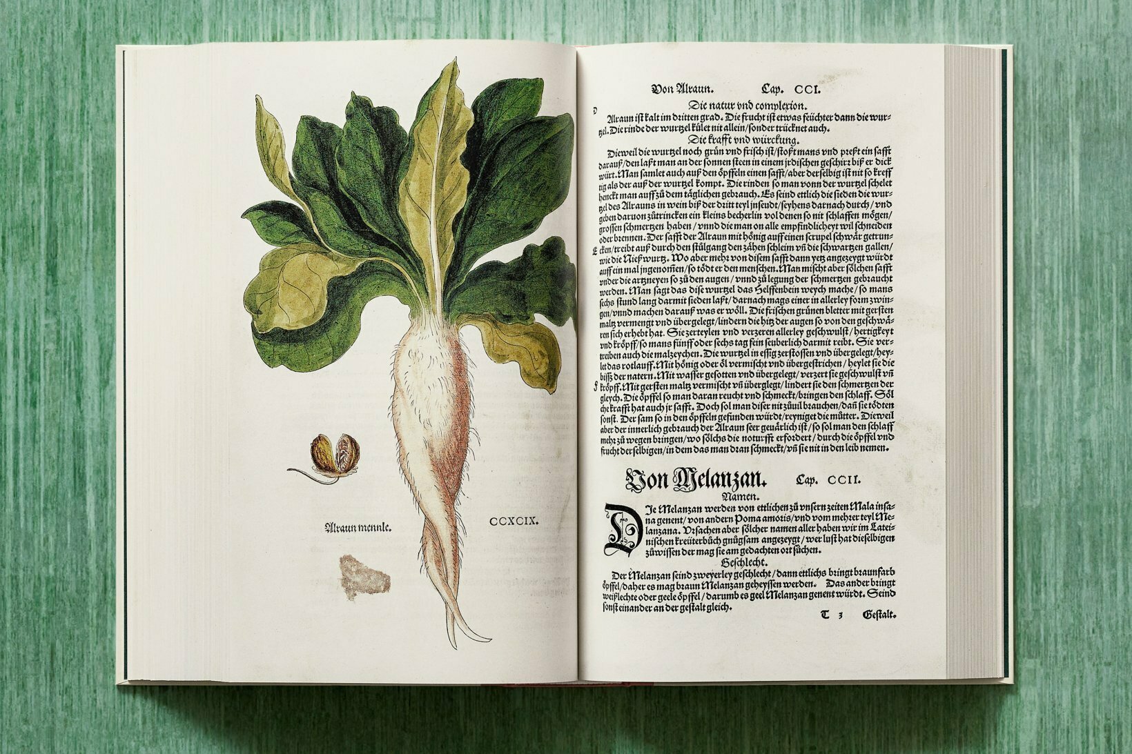 New Herbal: A Masterpiece of Renaissance Botanical Illustrations Republished in a Beautiful 900-Page by Taschen | Open Culture