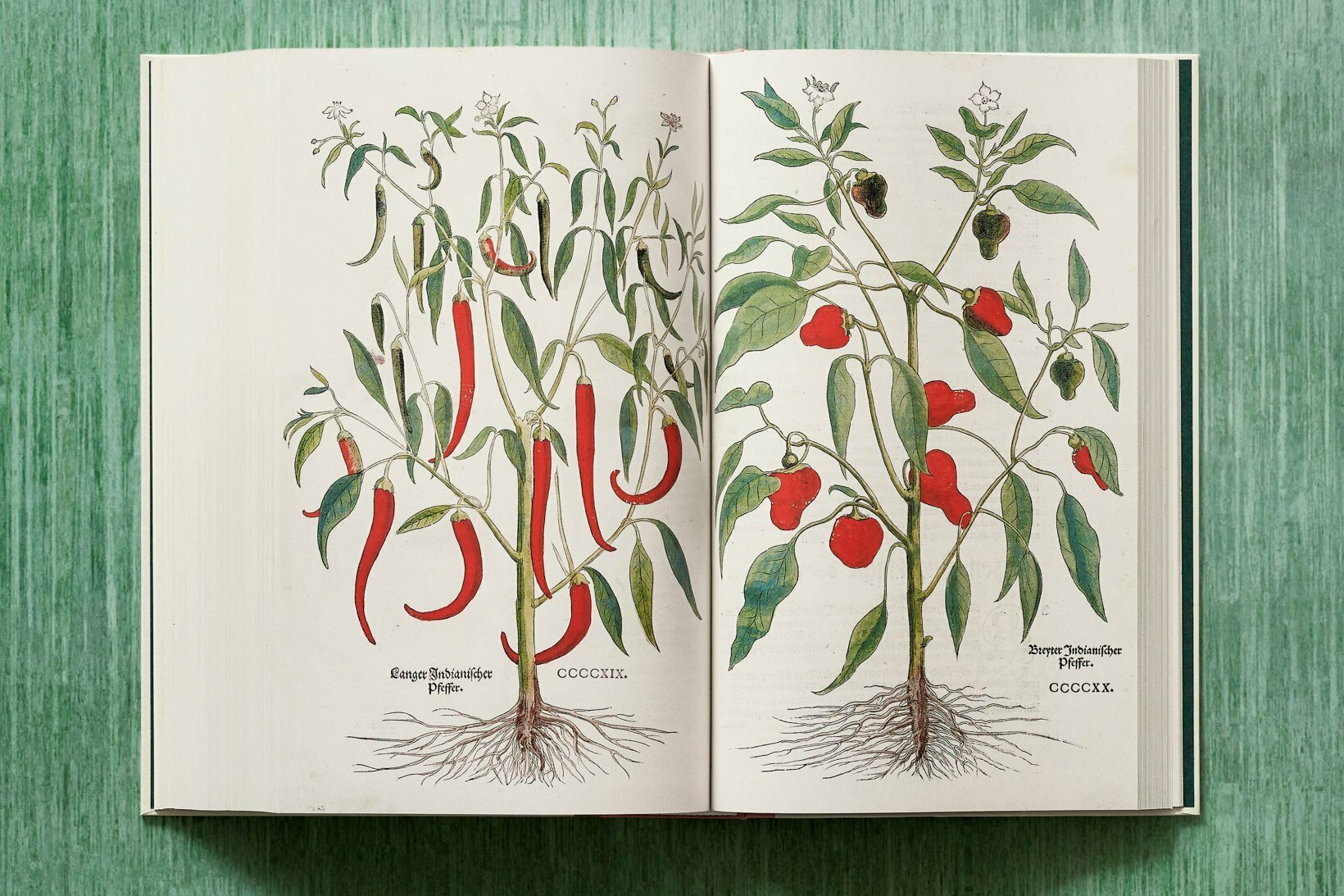 The New Herbal: A Masterpiece of Renaissance Botanical