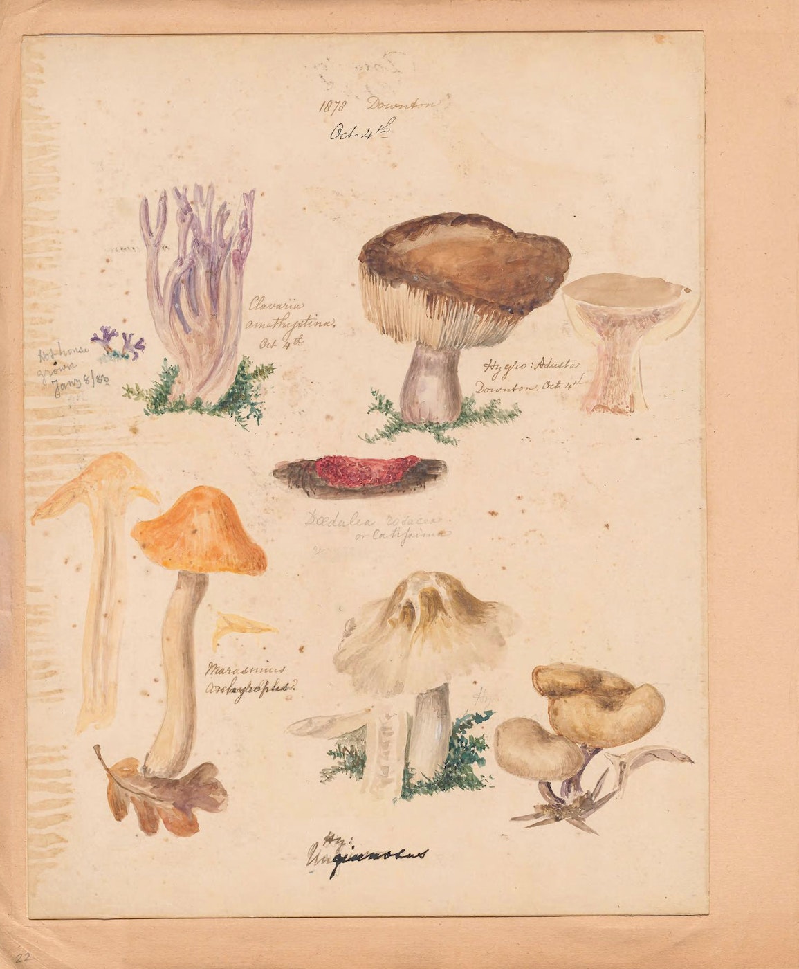 BBC - A History of the World - Object : A darning mushroom