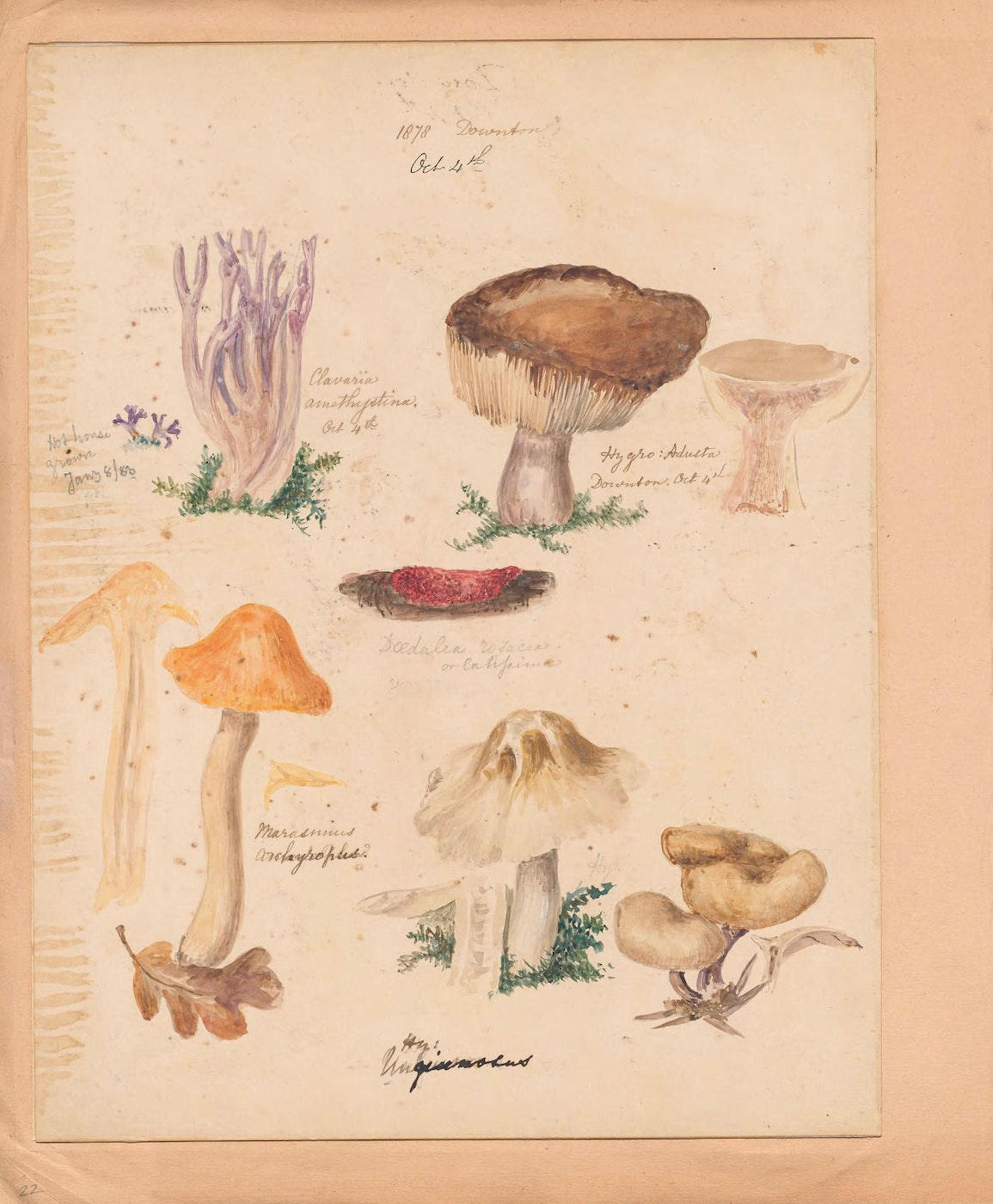 A Stunning, Hand-Illustrated Book of Mushrooms Drawn by an Overlooked ...