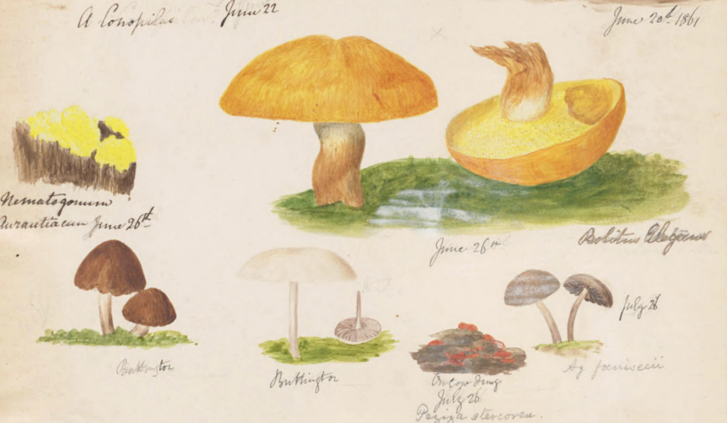 Amazing Mushroom Book with Hand-Drawn Illustrations by Neglected 19th Century Female Scientist
