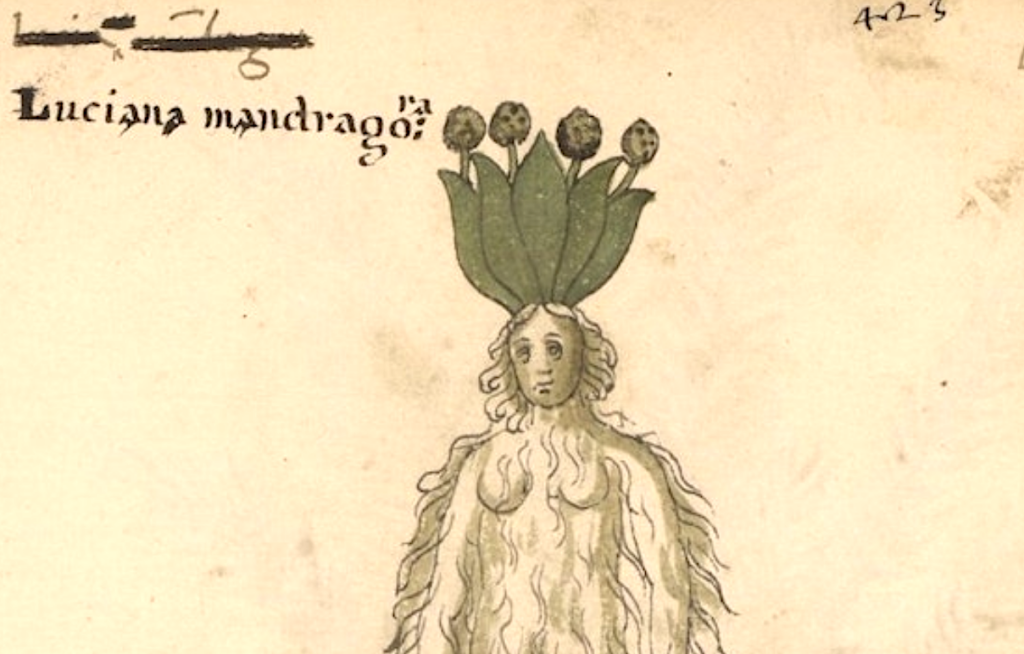 Check Out 15th Century Italian Manuscripts Showing Medicinal Plants with Fantastic Human Faces