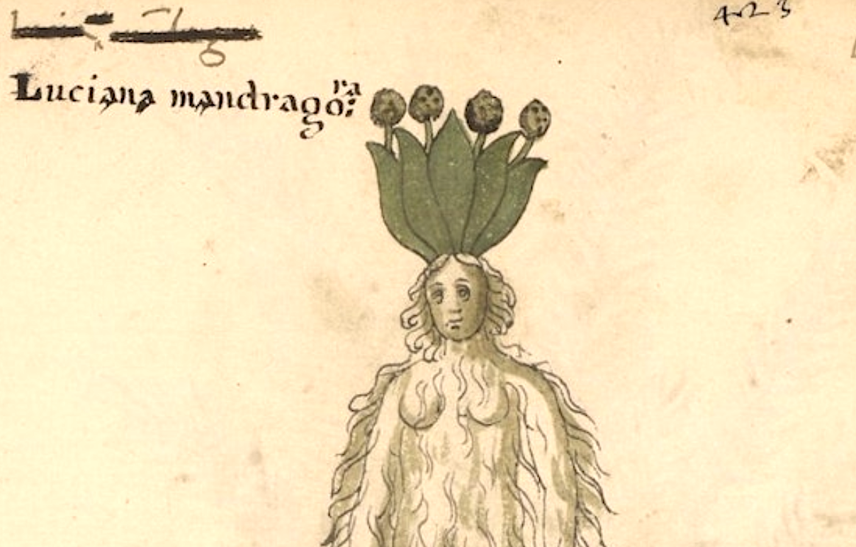 Behold a 15th-Century Italian Manuscript Featuring Medicinal