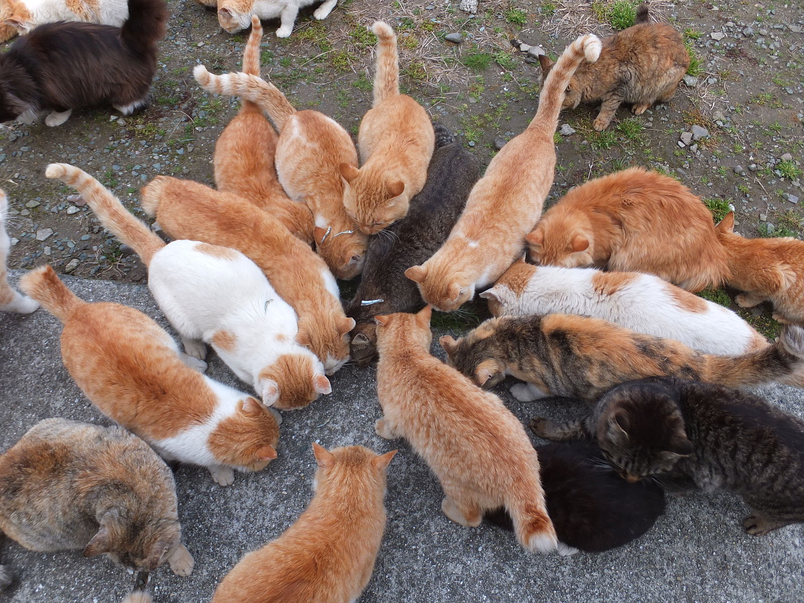 japan cat island