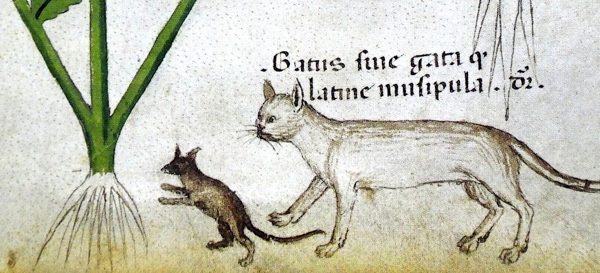 What People Named Their Cats in the Middle Ages (openculture.com)