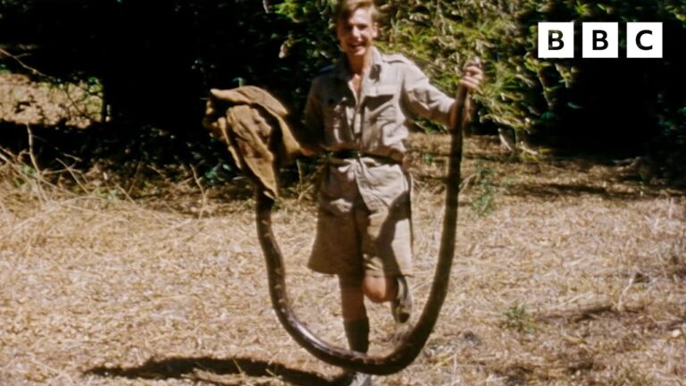 Watch Young David Attenborough Encounter Animals in Their Natural Habitats: Video from the 1950s and 1960s