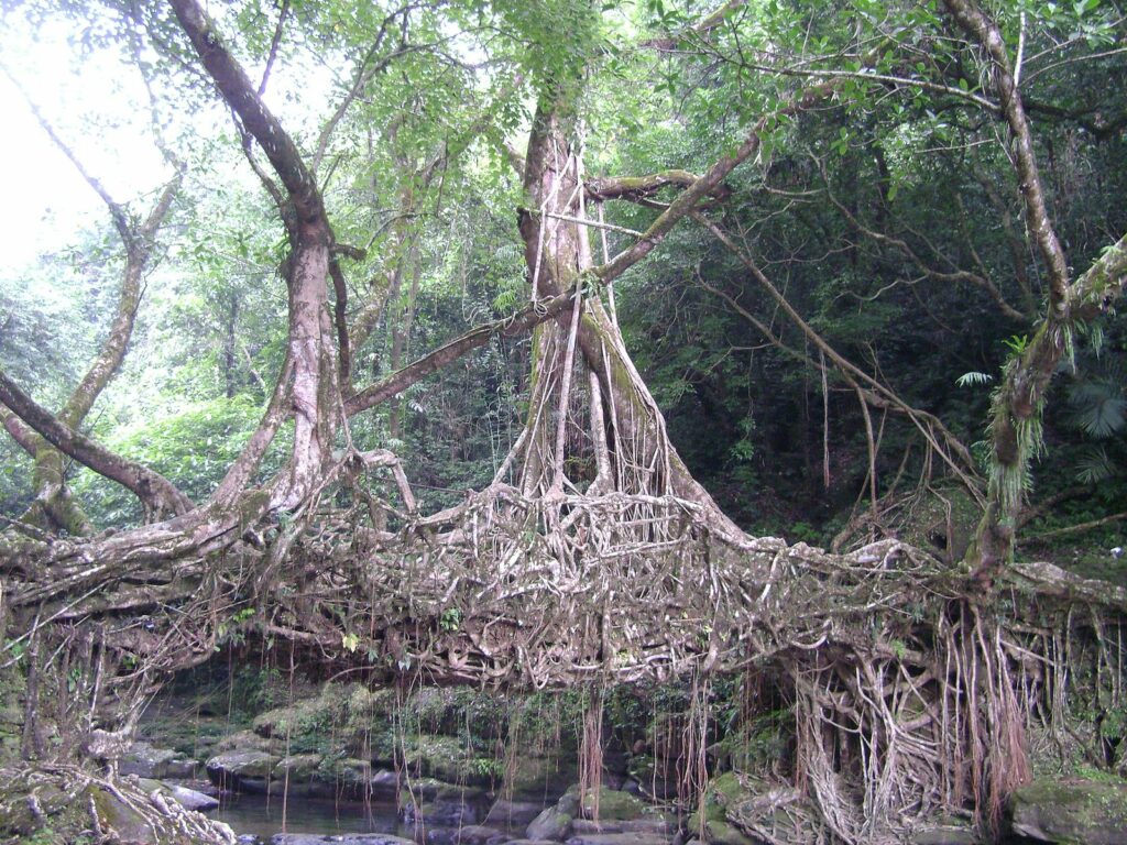 Behold the Bridges in India Made of Living Tree Roots