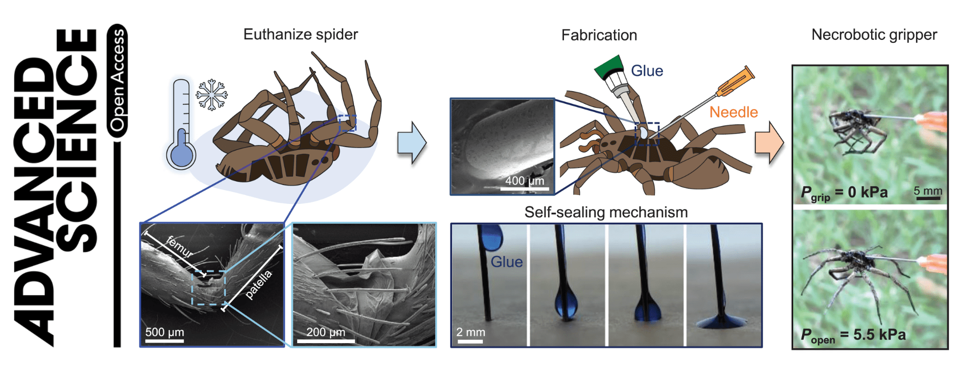 Spiders used as mechanical grippers for soft robotics