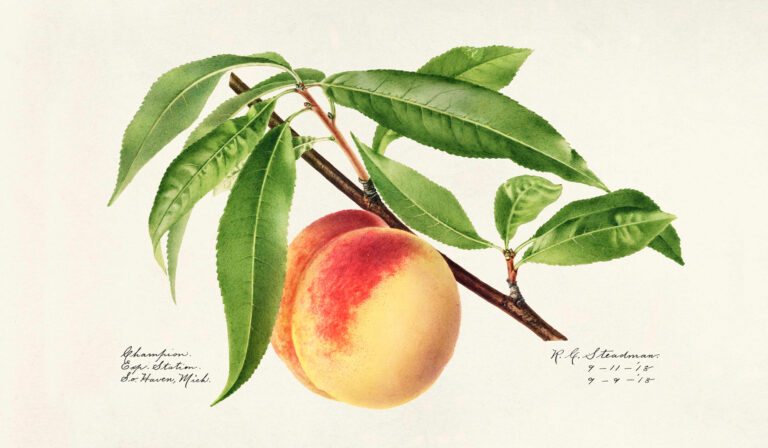When the US Government Commissioned 7,497 Watercolor Paintings of Every Known Fruit in the World (1886)
