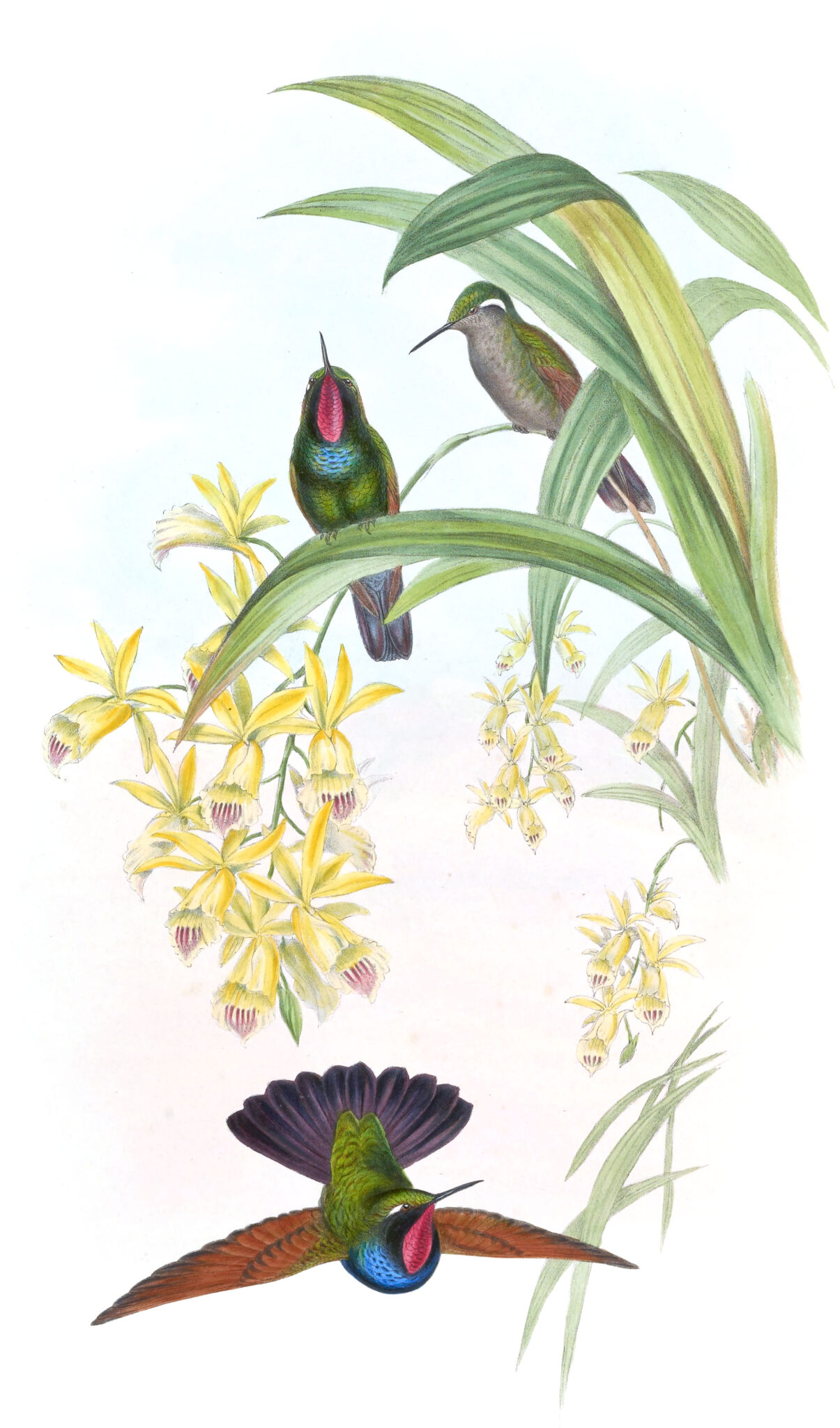 A Lavishly Illustrated Catalog of All Hummingbird Species Known in the ...