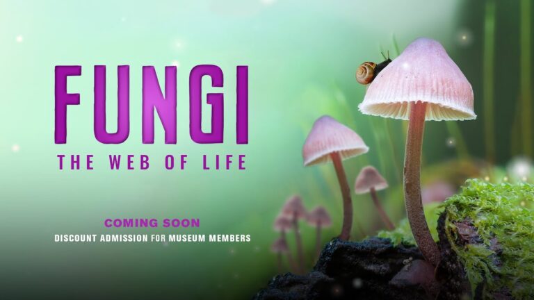 Björk Takes You on a Journey into the Vast Kingdom of Mushrooms with the New Documentary Fungi: Web of Life