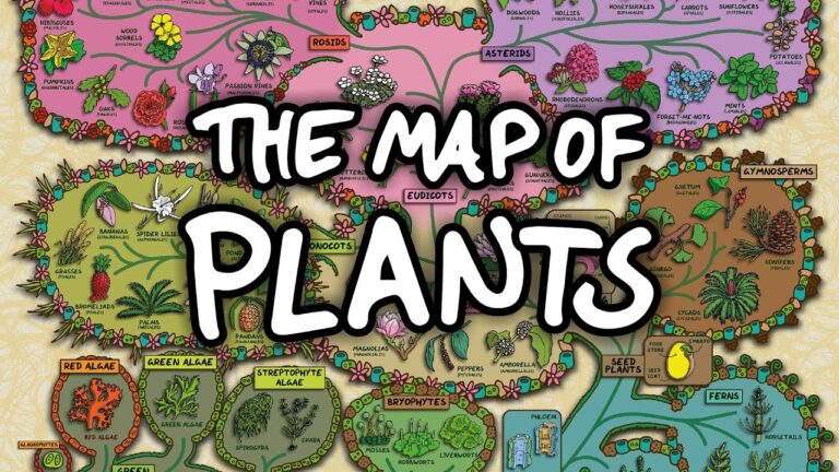 The Surprising Map of Plants: A New Animation Shows How All the Different Plants Relate to Each Other