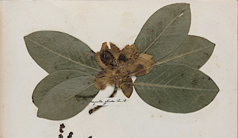 Emily Dickinson’s Herbarium: A Beautiful Digital Edition of the Poet’s Pressed Plants & Flowers Is Now Online