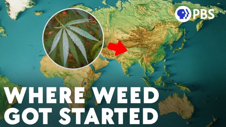 Humans First Started Enjoying Cannabis in China Circa 2800 BC