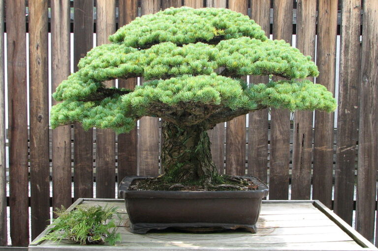 This 392-Year-Old Bonsai Tree Survived the Hiroshima Atomic Blast & Still Flourishes Today: The Power of Resilience