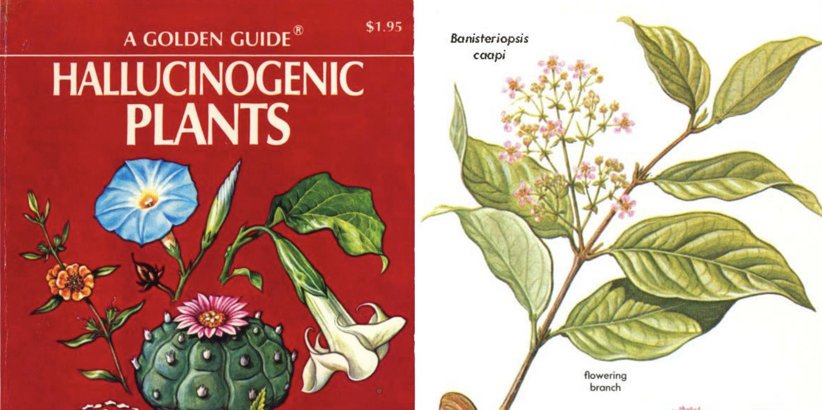 The Golden Guide to Hallucinogenic Plants: Explore the 1977 Illustrated  Guide Created by Harvard's Groundbreaking Ethnobotanist Richard Evan  Schultes | Open Culture